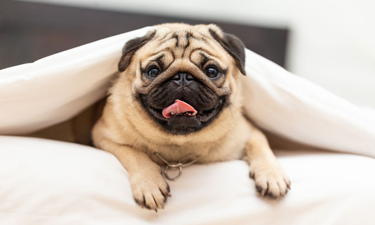How Much Does A Pug Cost Emerald Life