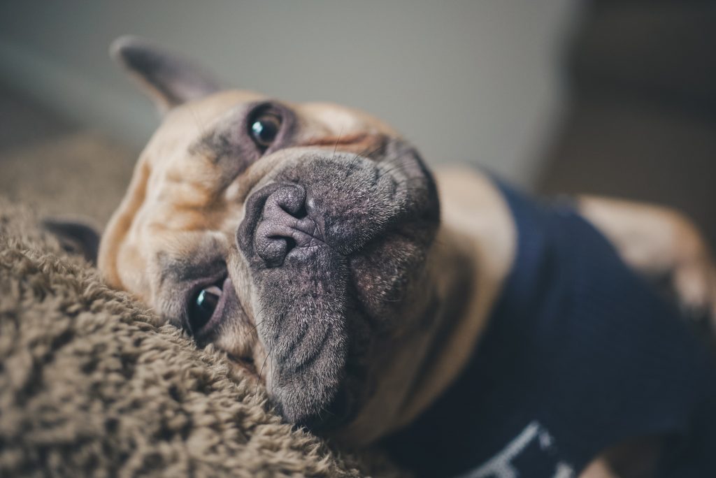 Top 10+ french bulldog insurance 2 French Bulldog Insurance - Emerald Life