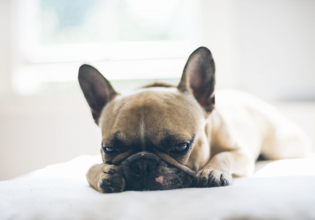 French bulldog hot sale insurance
