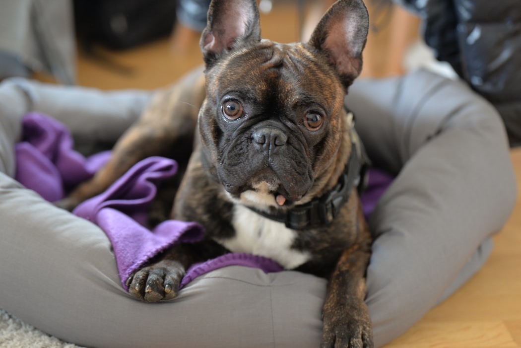 French Bulldog Insurance Emerald Life